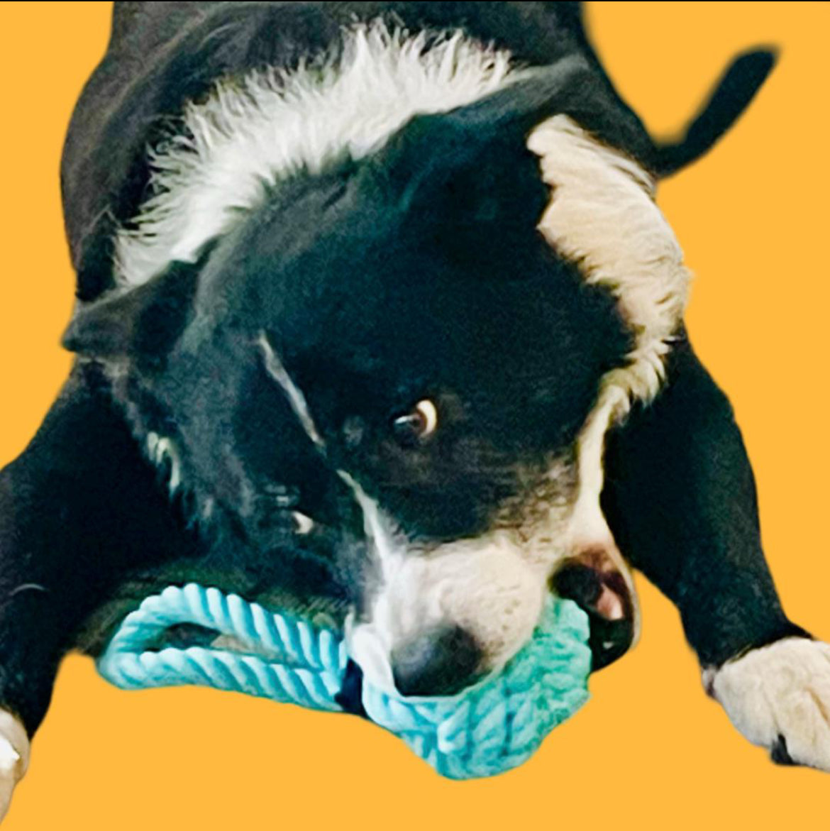 Durable Knot Rope Toy for Dog, Dog Rope Ball, Interactive Rope Chew Toy, Dog Chew Toy, Rope Dog Toy, Medium to Large Breeds