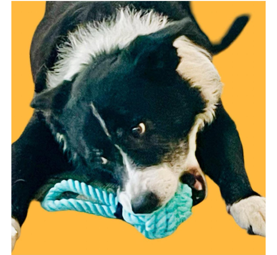 Canine Comfort Combo: Burger and Soda Pup Edition Get Well Gift Box, Med-Large Dog, Dog Gift Box, Get Well Dog, Dog Get Well Soon